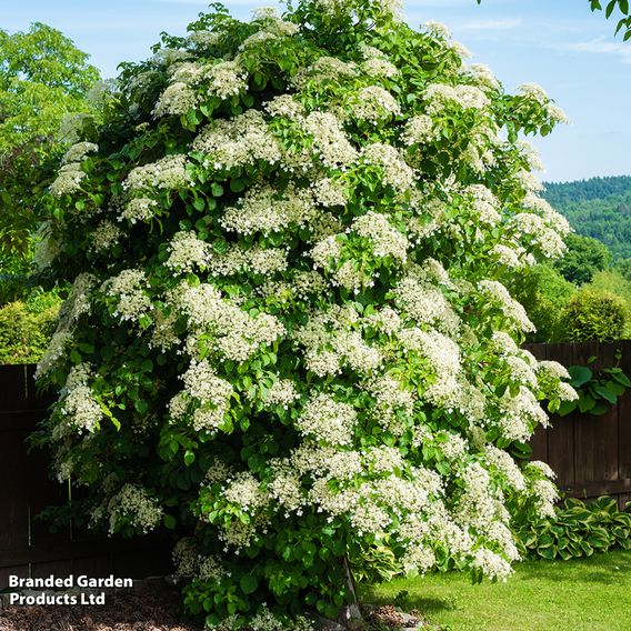 Hydrangea petiolaris