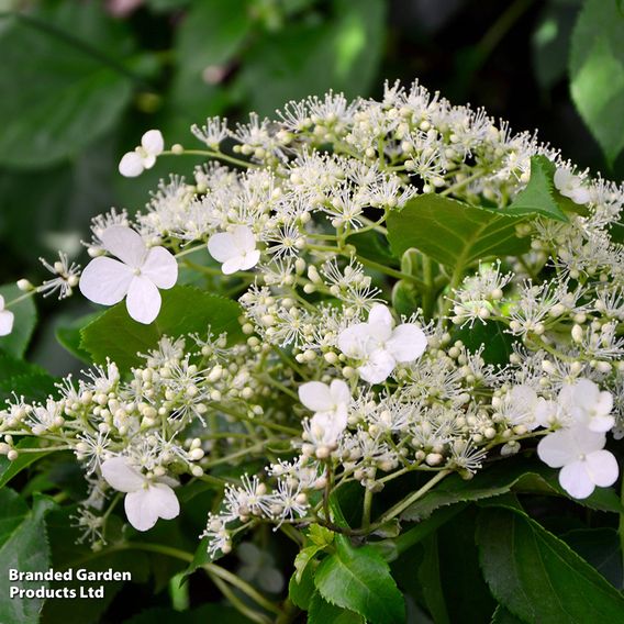 Hydrangea petiolaris