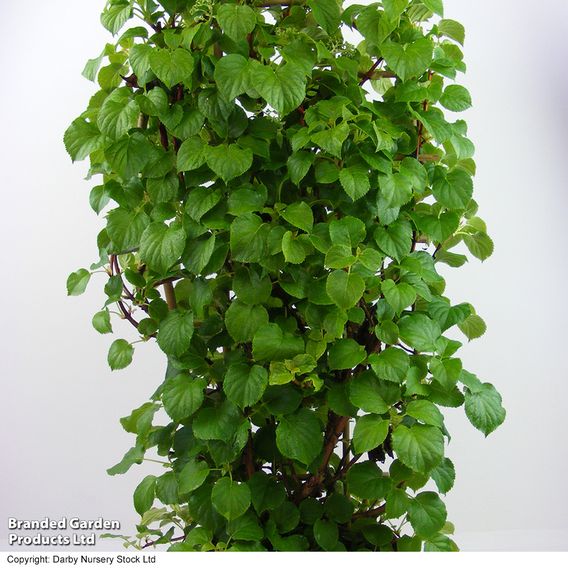 Hydrangea petiolaris