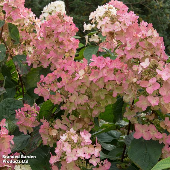 Hydrangea paniculata 'Pink Diamond'
