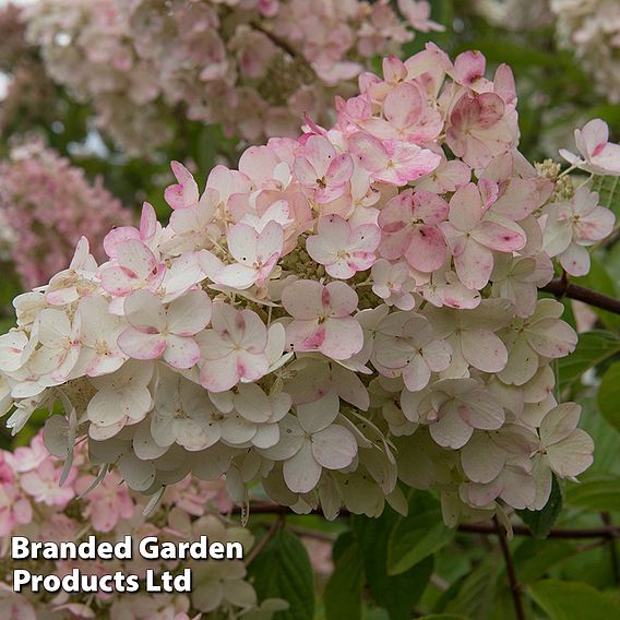 Hydrangea paniculata 'Pink Diamond'