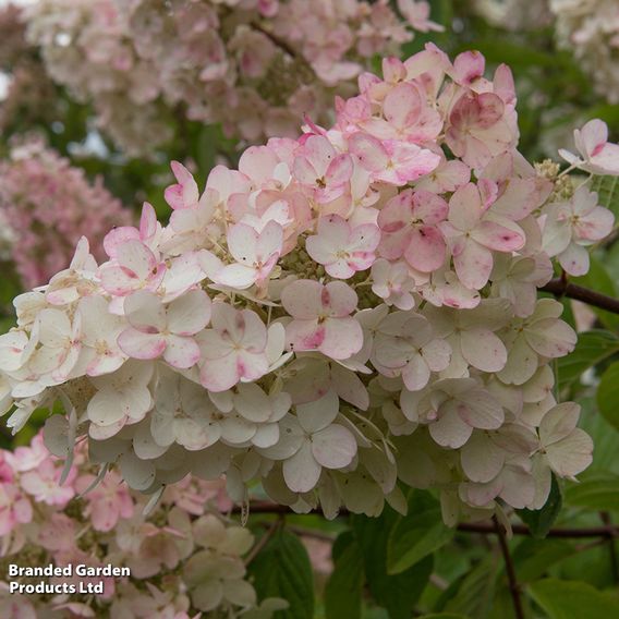 Hydrangea paniculata 'Pink Diamond'