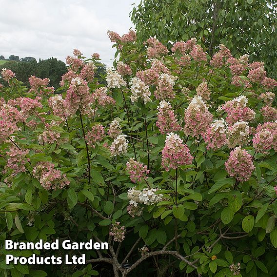 Hydrangea paniculata 'Pink Diamond'