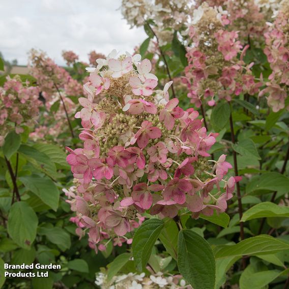 Hydrangea paniculata 'Pink Diamond'