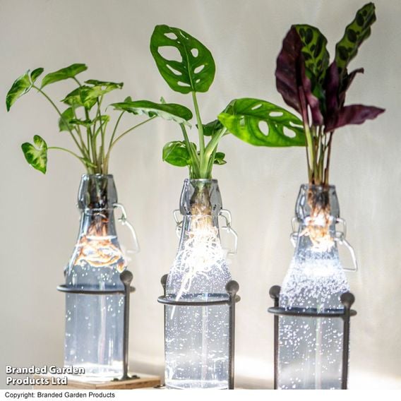 Rooted Hydroponic in Glass with Stand and Light
