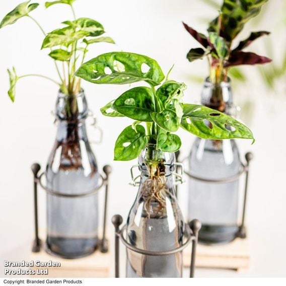 Rooted Hydroponic in Glass with Stand and Light