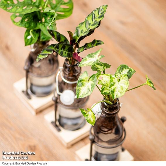 Rooted Hydroponic in Glass with Stand and Light