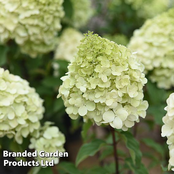 Hydrangea paniculata 'Polar Bear'