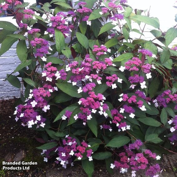 Hydrangea aspera 'Rosemary Foster'
