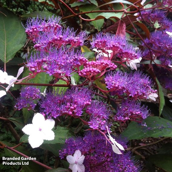 Hydrangea aspera 'Rosemary Foster'