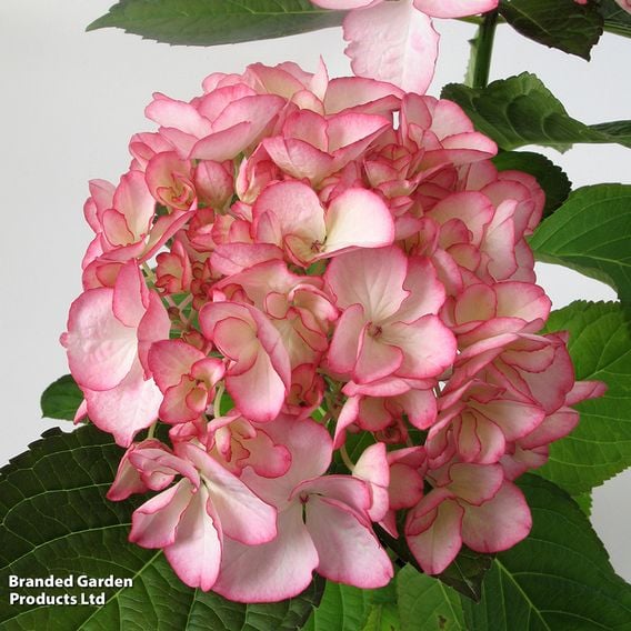 Hydrangea macrophylla 'Salsa'