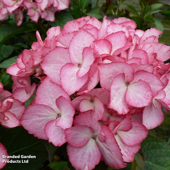 Hydrangea macrophylla 'Salsa'