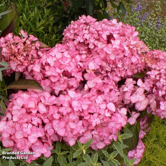 Hydrangea macrophylla 'Salsa'
