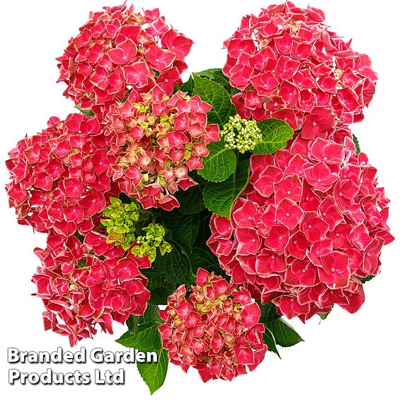 Hydrangea 'Strong Heart'