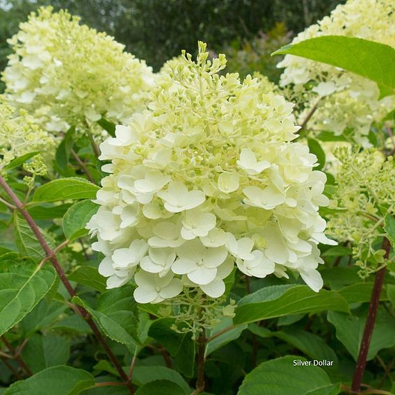 Hydrangea paniculata Collection