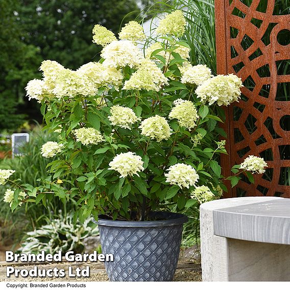 Hydrangea paniculata 'Skyfall'