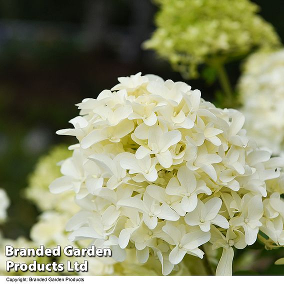 Hydrangea paniculata 'Skyfall'