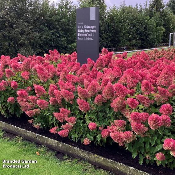 Hydrangea 'Living Strawberry Blossom'