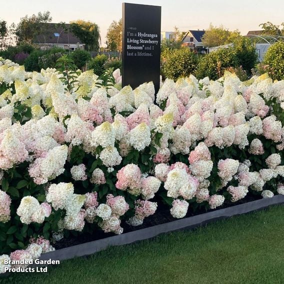 Hydrangea 'Living Strawberry Blossom'