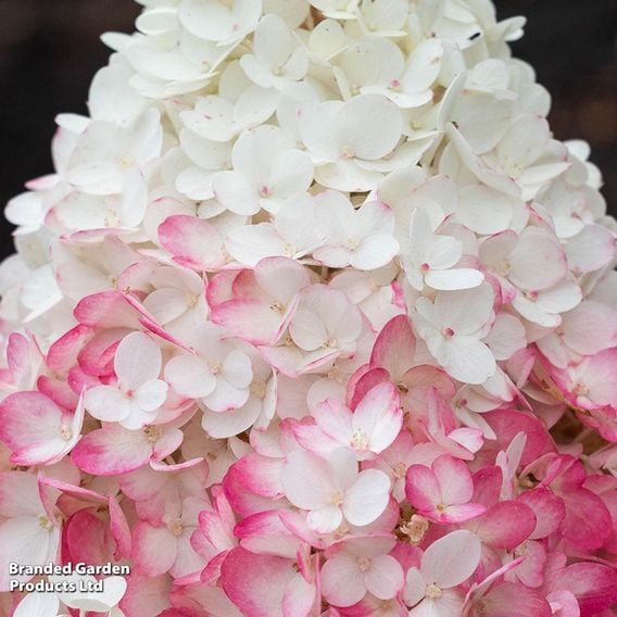 Hydrangea 'Living Strawberry Blossom'