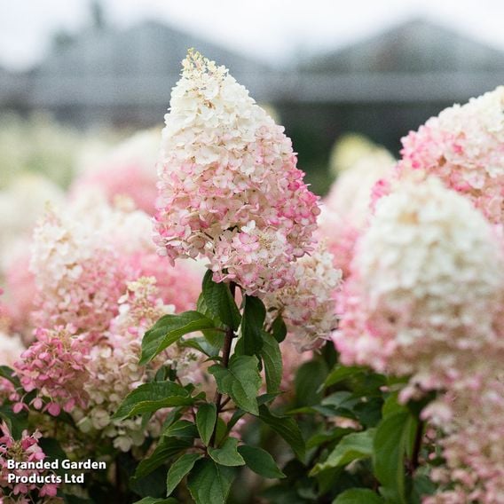Hydrangea 'Living Strawberry Blossom'