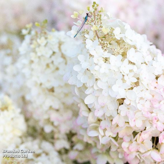 Hydrangea 'Living Strawberry Blossom'