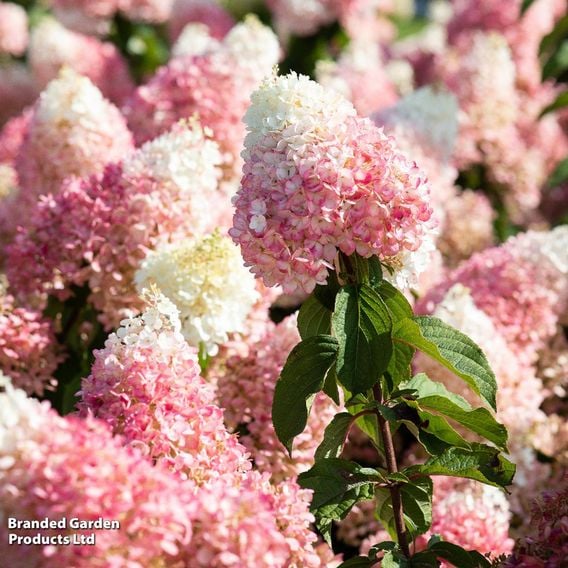 Hydrangea 'Living Strawberry Blossom'