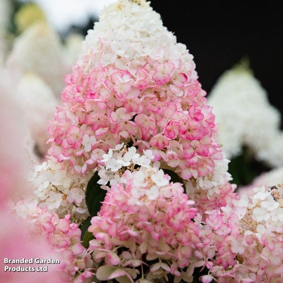 Hydrangea 'Living Strawberry Blossom'