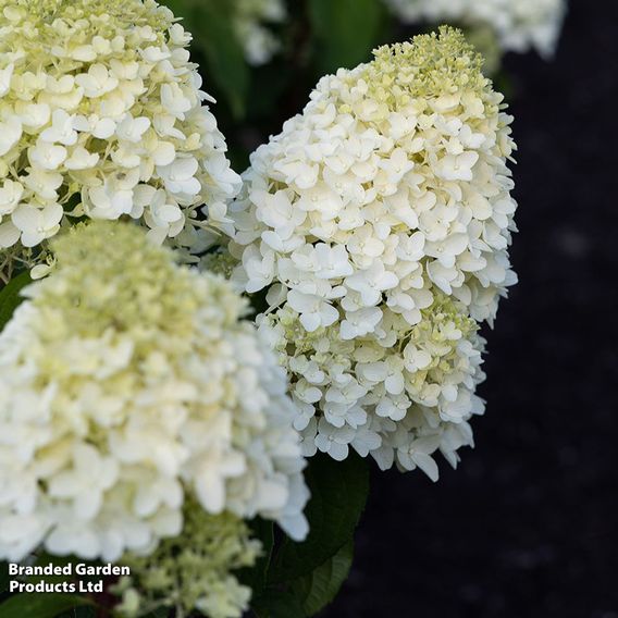Hydrangea 'Living Sugar Rush'