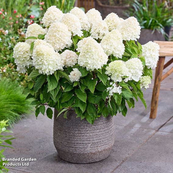 Hydrangea 'Living Sugar Rush'