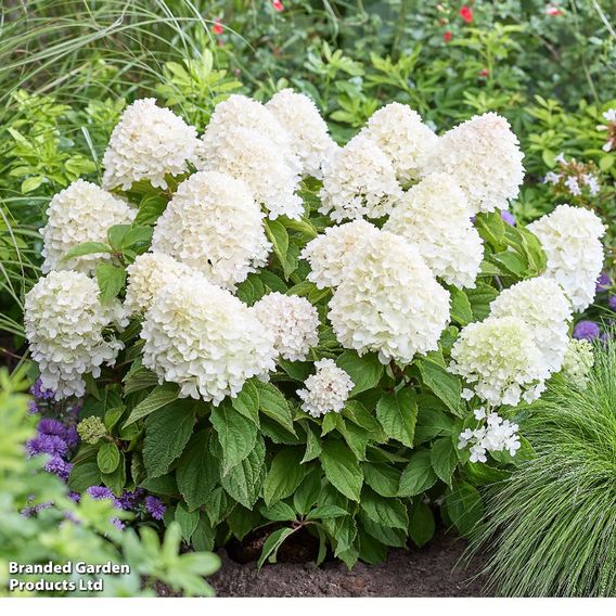 Hydrangea 'Living Sugar Rush'