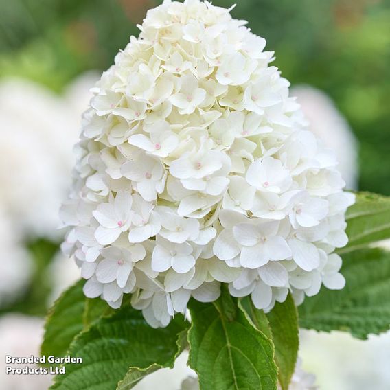 Hydrangea 'Living Sugar Rush'