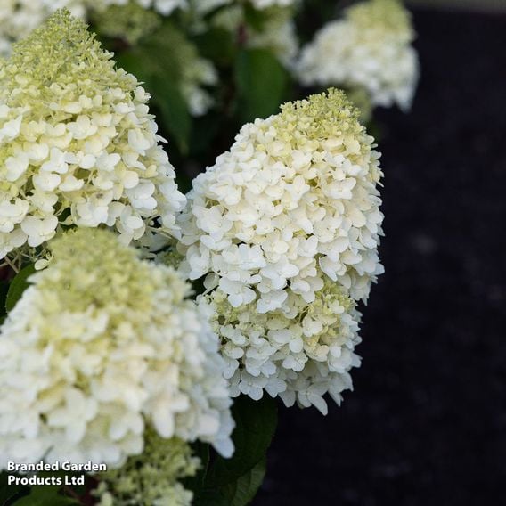 Hydrangea 'Living Sugar Rush'
