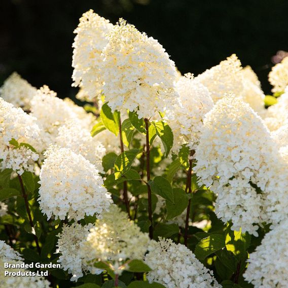 Hydrangea 'Living Sugar Rush'