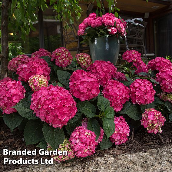 Hydrangea macrophylla 'Endless Summer- Summer Love'