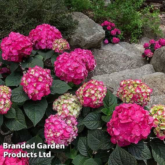 Hydrangea macrophylla 'Endless Summer- Summer Love'