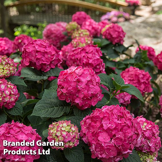 Hydrangea macrophylla 'Endless Summer- Summer Love'