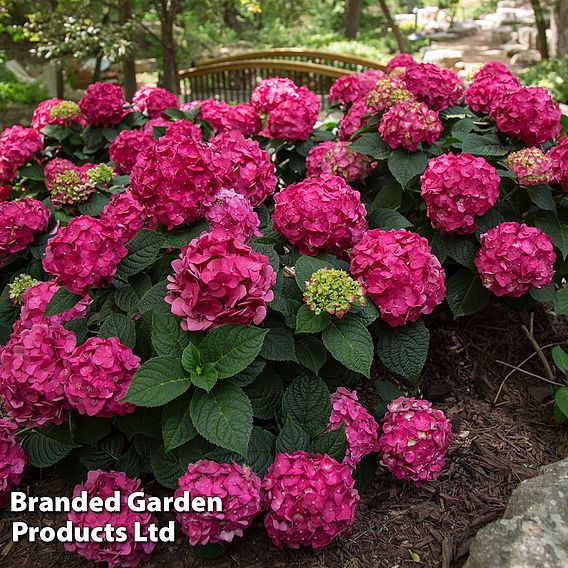 Hydrangea macrophylla 'Endless Summer- Summer Love'