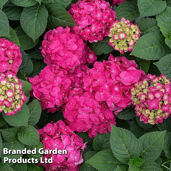 Hydrangea macrophylla 'Endless Summer- Summer Love'