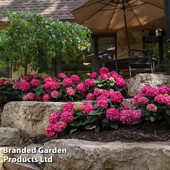 Hydrangea macrophylla 'Endless Summer- Summer Love'