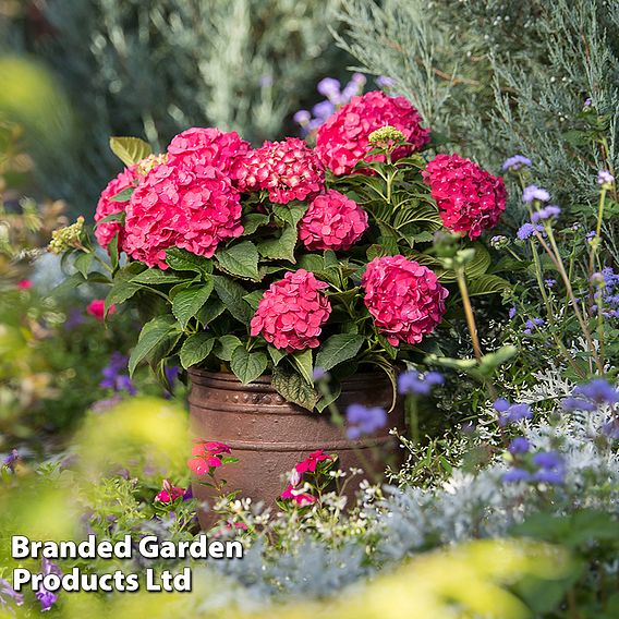 Hydrangea macrophylla 'Endless Summer- Summer Love'