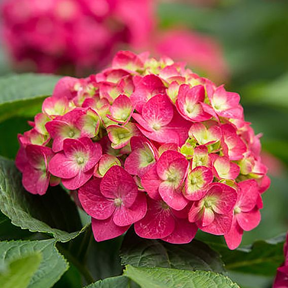 Hydrangea macrophylla 'Endless Summer- Summer Love'