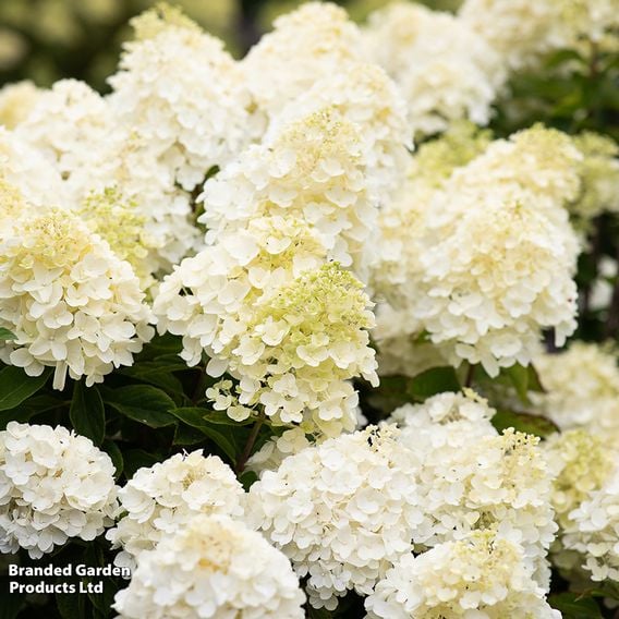 Hydrangea 'Living Summer Snow'