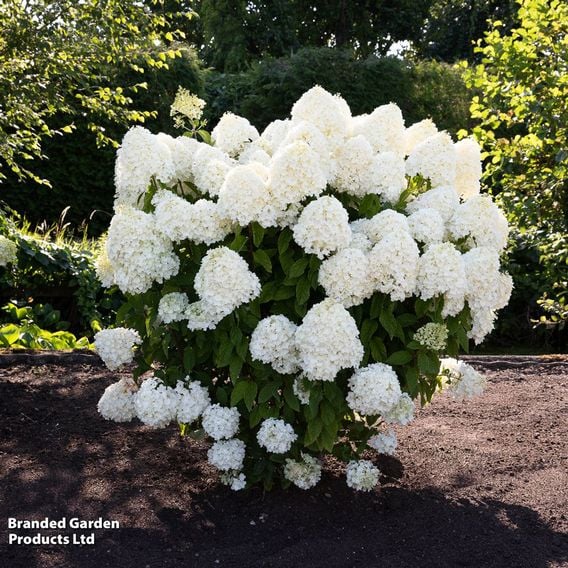 Hydrangea 'Living Summer Snow'