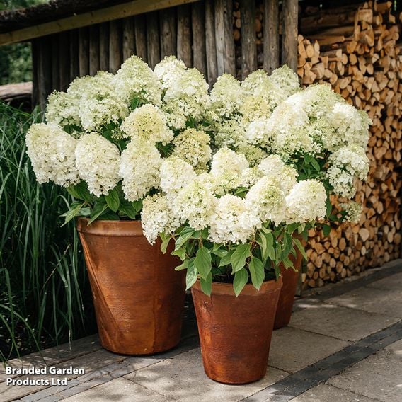 Hydrangea 'Living Summer Snow'