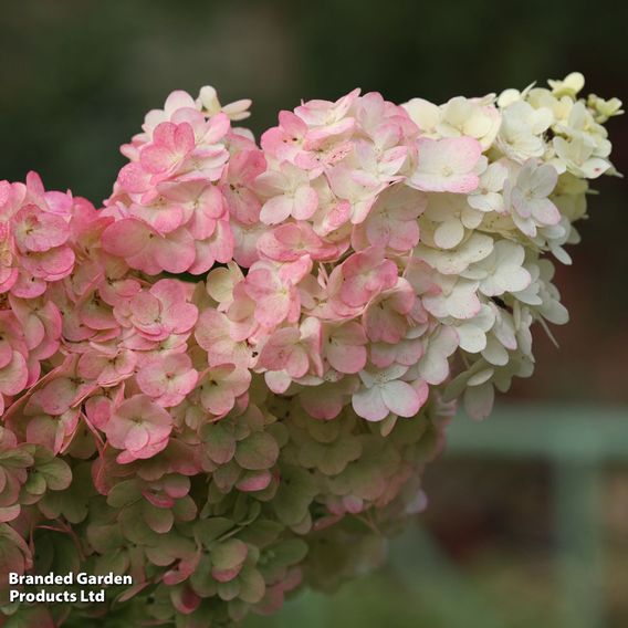 Hydrangea paniculata 'Sundae Fraise'