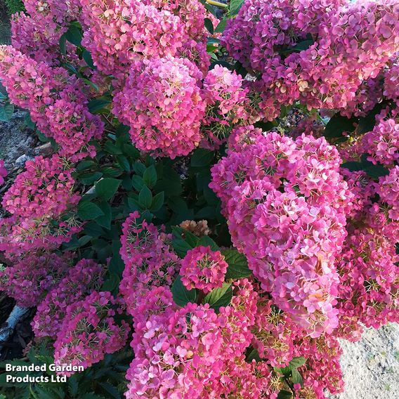 Hydrangea paniculata 'Sundae Fraise'