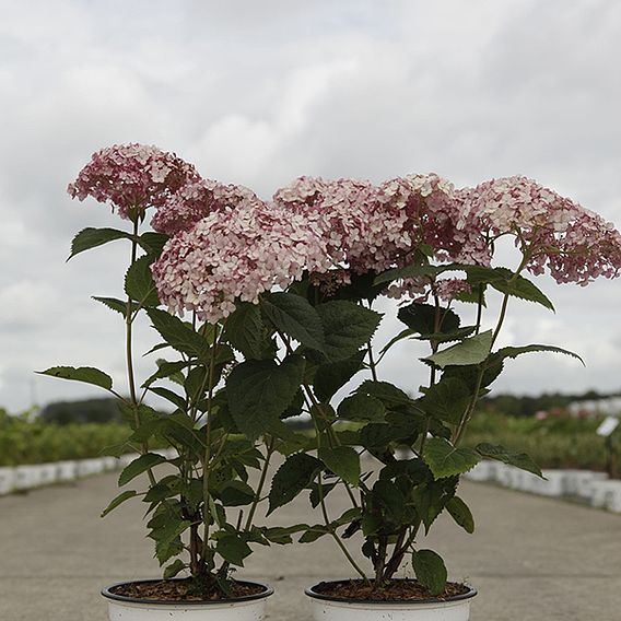 Hydrangea arborescens 'Sweet Annabelle'