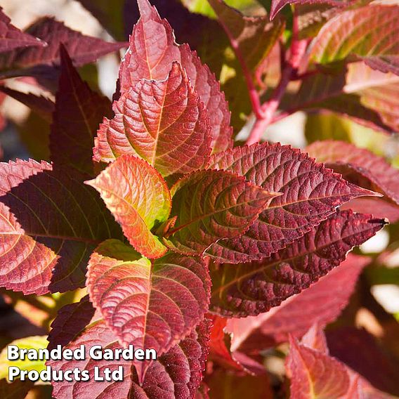 Hydrangea macrophylla 'Endless Summer - Twist & Shout'