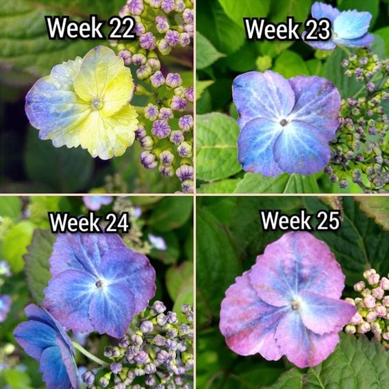 Hydrangea serrata 'Veerle'